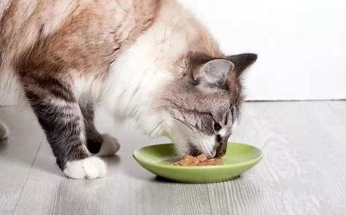 娱乐吃瓜小猫咪视频,揭秘小猫咪的娱乐世界