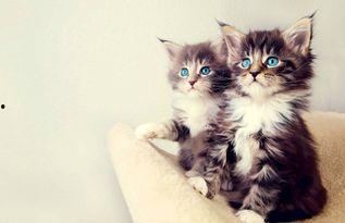 娱乐吃瓜酱大猫咪,揭秘娱乐圈背后的喵星人故事