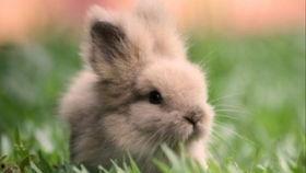 兔兔吃瓜娱乐,娱乐无限，揭秘娱乐圈幕后趣事