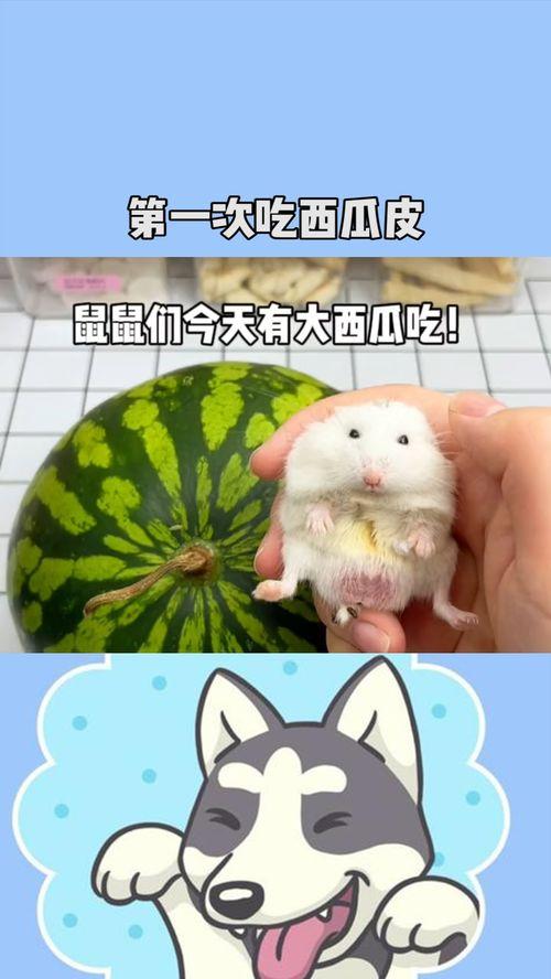 鼠鼠娱乐吃瓜,揭秘娱乐圈吃瓜背后的真相