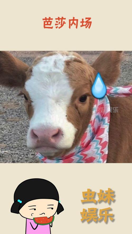 娱乐吃瓜酱细狗,娱乐吃瓜酱的趣味解读