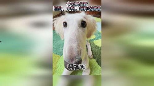 娱乐吃瓜酱细狗,娱乐吃瓜酱的趣味解读