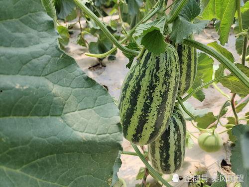 仙剑世界3吃瓜娱乐,吃瓜娱乐，揭秘游戏中的趣味幕后故事