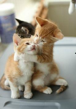 娱乐吃瓜小猫咪小说,小猫咪的娱乐圈冒险之旅