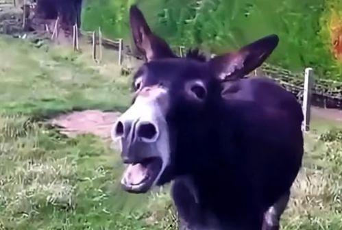 娱乐吃瓜酱驴叫