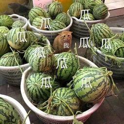 娱乐吃瓜制作,吃瓜群众必看的幕后故事