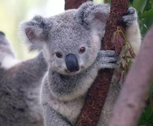 娱乐吃瓜酱胆小的考拉,揭秘娱乐圈那些鲜为人知的幕后故事